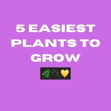 Five Easiest Vegetables to Grow in Any Garden